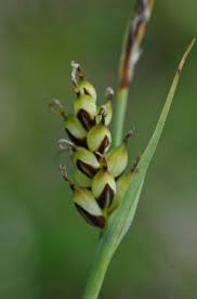 Attēlu rezultāti vaicājumam “Carex panicea fruit”