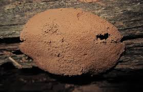 Attēlu rezultāti vaicājumam “Tubifera sp.”