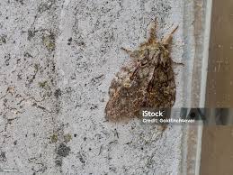 Attēlu rezultāti vaicājumam “Peridea anceps”