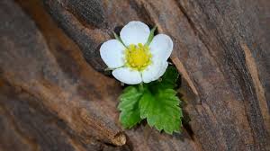 Image result for Rosengewächse