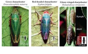 Attēlu rezultāti vaicājumam “Prociphilus xylostei”