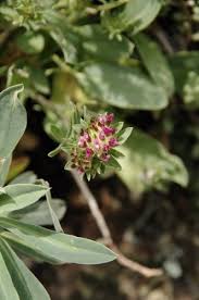 Image result for Anthyllis vulneraria