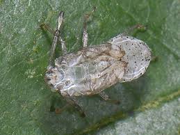 Attēlu rezultāti vaicājumam “Pantilius tunicatus”