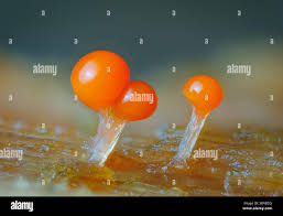 Attēlu rezultāti vaicājumam “Trichia crateriformis spores”