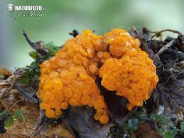 Attēlu rezultāti vaicājumam “Byssonectria fusispora”