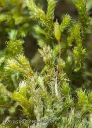 Attēlu rezultāti vaicājumam “Antitrichia curtipendula”