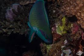 Image result for Chlorurus sordidus