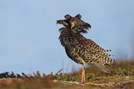 Attēlu rezultāti vaicājumam “Philomachus pugnax adult”