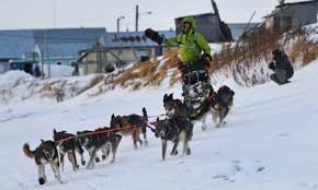Image result for Team Ice Fire British Sled Dog Racing Team