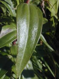 Attēlu rezultāti vaicājumam “Gentiana pneumonanthe leaf”