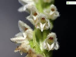 Attēlu rezultāti vaicājumam “Goodyera repens flower”
