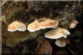 Attēlu rezultāti vaicājumam “Postia leucomallella”