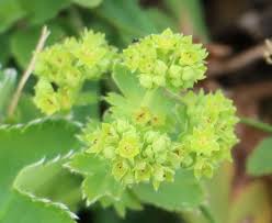 Attēlu rezultāti vaicājumam “Alchemilla vulgaris aggr. leaf”