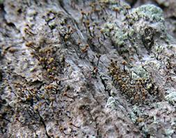 Attēlu rezultāti vaicājumam “Sclerophora coniophaea”