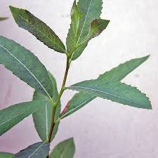 Attēlu rezultāti vaicājumam “Salix triandra fruit”