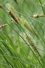 Attēlu rezultāti vaicājumam “Carex rostrata”