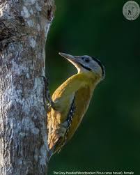Attēlu rezultāti vaicājumam “Picus canus female”
