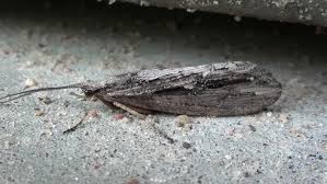 Attēlu rezultāti vaicājumam “Phryganeidae”