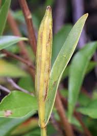 Attēlu rezultāti vaicājumam “Seligeria donniana sporophyte”