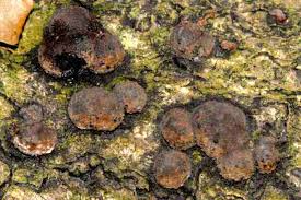 Attēlu rezultāti vaicājumam “Melanospora lagenaria”