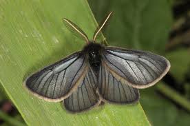 Attēlu rezultāti vaicājumam “Gynaephora selenitica larva”