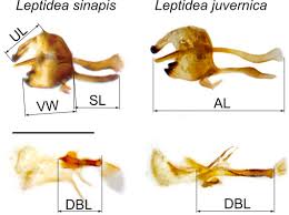 Attēlu rezultāti vaicājumam “Leptidea sinapis”