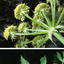 Attēlu rezultāti vaicājumam “Levisticum officinale flower”