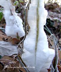 Attēlu rezultāti vaicājumam “Frost Flowers”