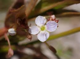 Attēlu rezultāti vaicājumam “Veronica scutellata flower”