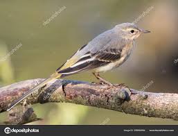 Attēlu rezultāti vaicājumam “Motacilla cinerea”