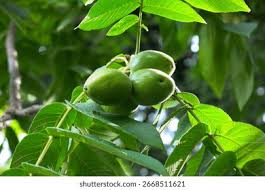 Attēlu rezultāti vaicājumam “Juglans mandshurica”