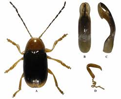 Attēlu rezultāti vaicājumam “Cryptocephalus pusillus”