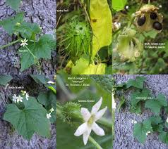 Attēlu rezultāti vaicājumam “Cucurbitaceae”