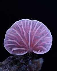 Attēlu rezultāti vaicājumam “Bryum pallens sporophyte”