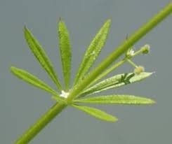 Attēlu rezultāti vaicājumam “Cribraria violacea stalked”