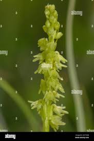 Attēlu rezultāti vaicājumam “Herminium monorchis flower”