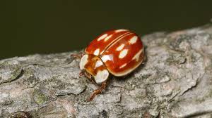 Attēlu rezultāti vaicājumam “Myzia oblongoguttata”