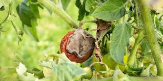 Attēlu rezultāti vaicājumam “Trichia botrytis spores”