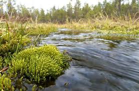 Attēlu rezultāti vaicājumam “Philonotis”