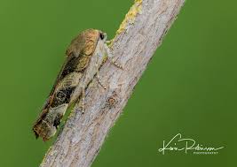 Attēlu rezultāti vaicājumam “Noctua fimbriata”