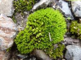 Attēlu rezultāti vaicājumam “Barbula unguiculata macro”