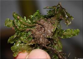 Attēlu rezultāti vaicājumam “Aneura pinguis”