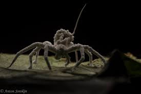 Attēlu rezultāti vaicājumam “Torrubiella arachnophila”