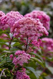 Image result for Eupatorium cannabinum