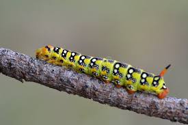 Attēlu rezultāti vaicājumam “Nematus salicis larva”