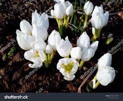 Attēlu rezultāti vaicājumam “Colchicum szovitsii subsp. szovitsii flower”