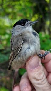 Attēlu rezultāti vaicājumam “Periparus ater adult”