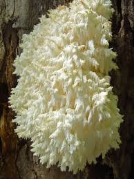 Attēlu rezultāti vaicājumam “Hericium coralloides”