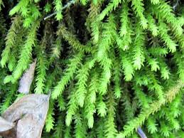 Attēlu rezultāti vaicājumam “Anomodon viticulosus”