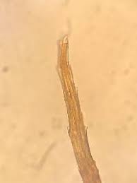 Attēlu rezultāti vaicājumam “Philonotis marchica”